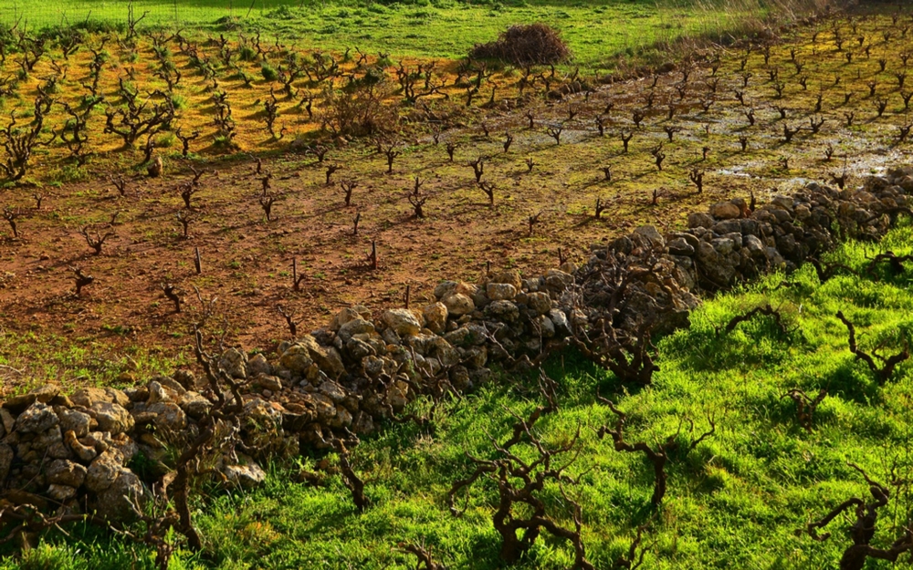 la vinification en crete