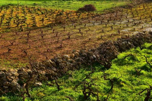 la vinification en crete